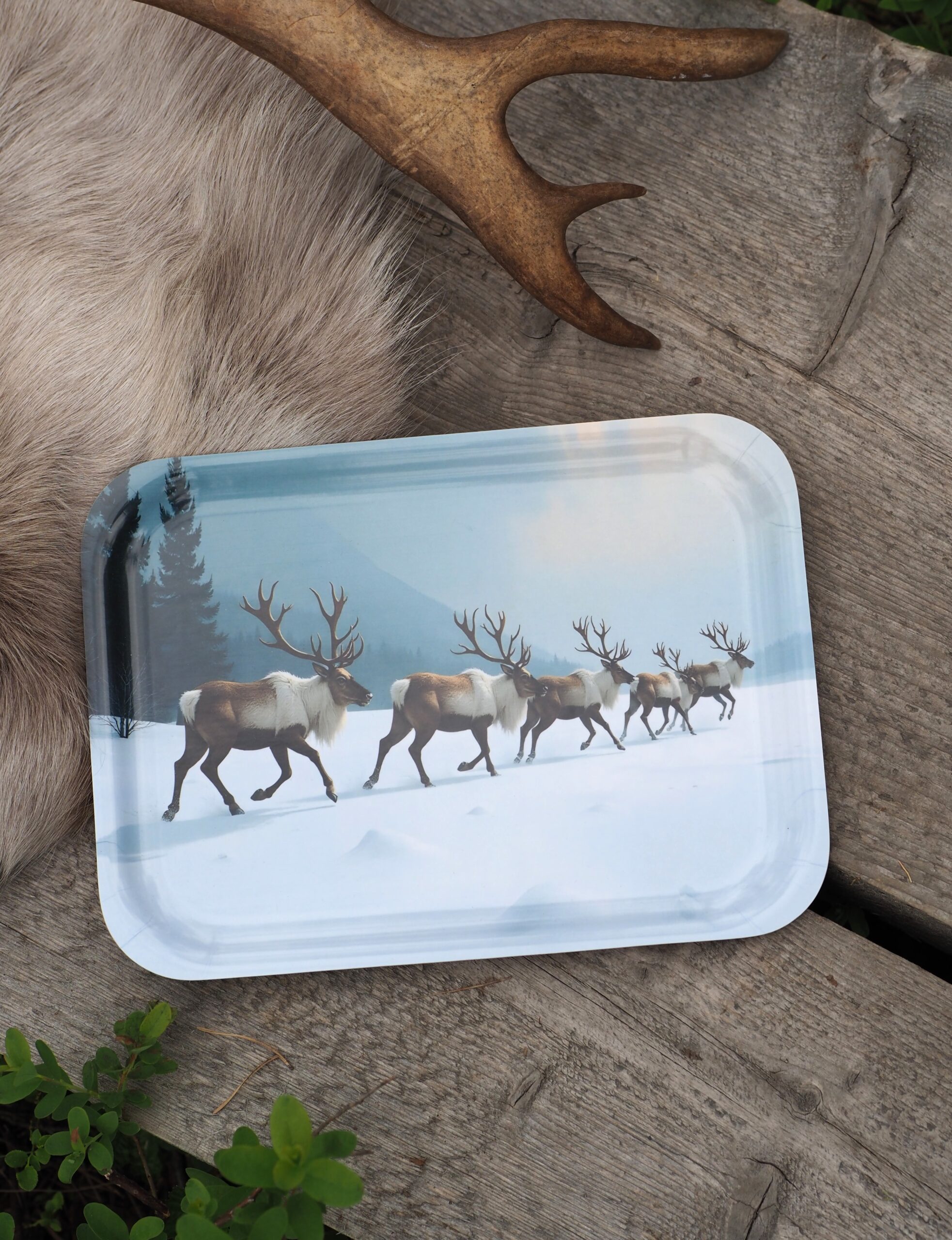 Vaeltavat porot -puutarjotin