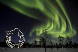 MAGNET, AURORA LIGHTS / FOREST